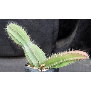 Strophocactus testudo 5-inch pots