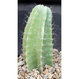 Strophocactus testudo one-gallon pots