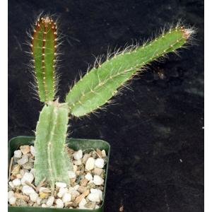 Strophocactus testudo 4-inch pots