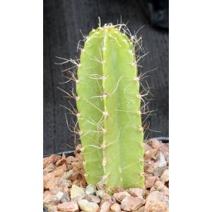 Strophocactus testudo 5-inch pots