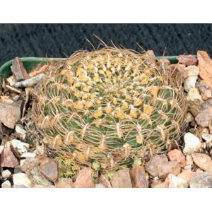 Sulcorebutia candiae 4-inch pots