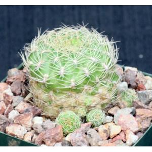 Sulcorebutia steinbachii var. kimnachii 4-inch pots