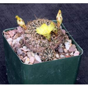 Sulcorebutia candiae 4-inch pots
