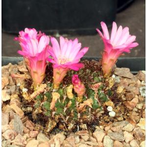 Sulcorebutia mentosa one-gallon pots