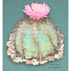 T-shirt, Echinocactus horizonthalonius, Large, Emerald