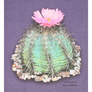 T-shirt, Echinocactus horizonthalonius, 2X Large, Grape
