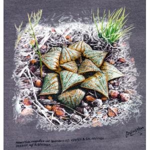T-shirt, Haworthia magnifica var. splendens, XL, Wine