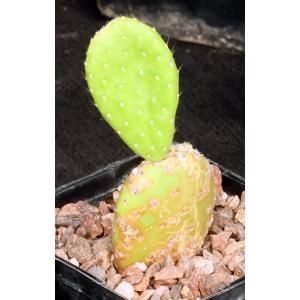 Tacinga inamoena 5-inch pots
