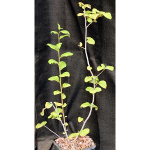 Talinella pachypoda 5-inch pots