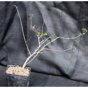 Talinella pachypoda 5-inch pots