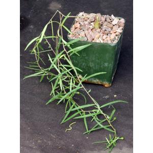 Talinum polygaloides (angustissimum) 4-inch pots