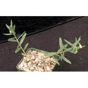 Talinum caffrum 4-inch pots