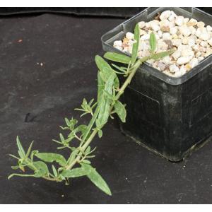 Talinum caffrum 5-inch pots