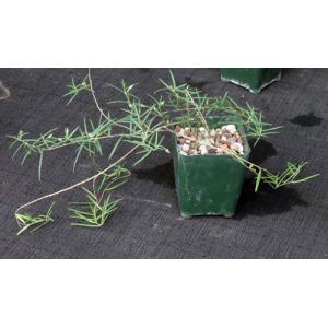Talinum polygaloides (angustissimum) 4-inch pots