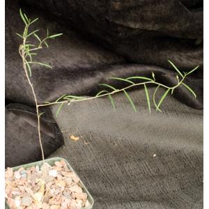 Talinum polygaloides (angustissimum) 4-inch pots