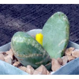 Tanquana prismatica 2-inch pots