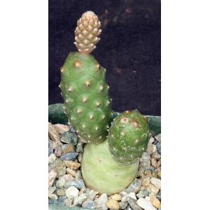 Tephrocactus articulatus var. inermis 4-inch pots