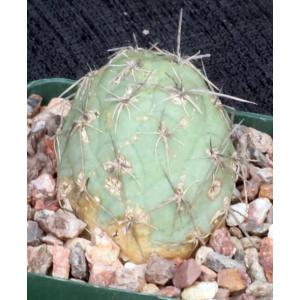 Tephrocactus alexanderi 4-inch pots
