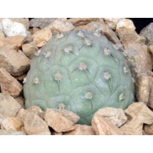 Tephrocactus alexanderi (geometrizans) 4-inch pots