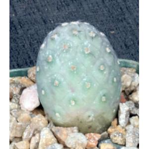 Tephrocactus alexanderi (geometrizans) 3-inch pots