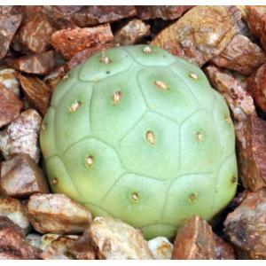 Tephrocactus alexanderi (geometrizans) 3-inch pots