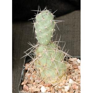 Tephrocactus alexanderi 5-inch pots