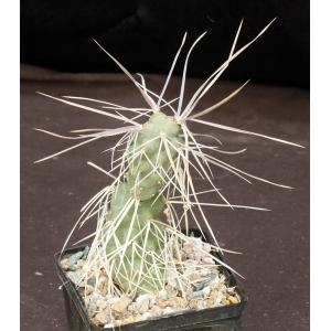 Tephrocactus aoracanthus var. pediophilus 5-inch pots