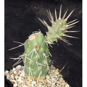 Tephrocactus aoracanthus var. pediophilus 5-inch pots