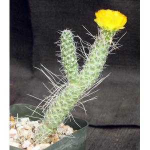 Tephrocactus weberi (white spines) 5-inch pots