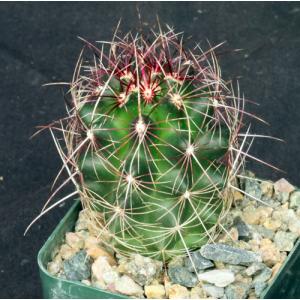 Thelocactus bicolor ssp. bicolor 3-inch pots