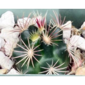 Thelocactus bicolor ssp. schottii 2-inch pots