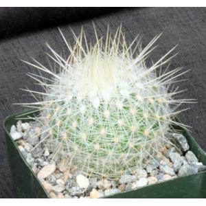 Thelocactus macdowellii 4-inch pots