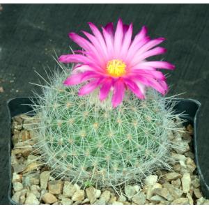 Thelocactus macdowellii one-gallon pots