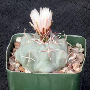 Thelocactus hexaedrophorous 4-inch pots