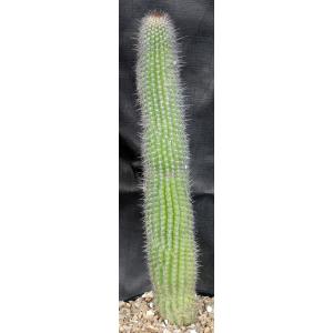 Thrixanthocereus blossfeldiorum 2-gallon pots