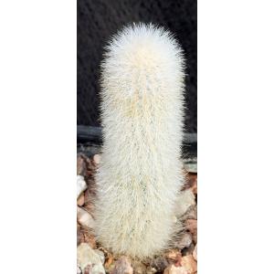 Thrixanthocereus senilis 3-inch pots