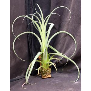 Tillandsia cv Curly Slim 5-inch pots