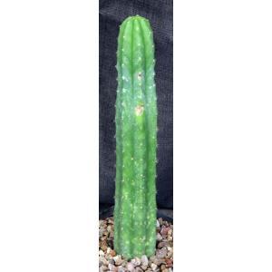 Trichocereus pachanoi cv Ogunbodede one-gallon pots