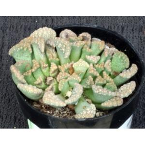 Titanopsis calcarea 2-inch pots