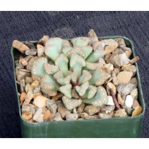 Titanopsis hugo-schlecteri 4-inch pots