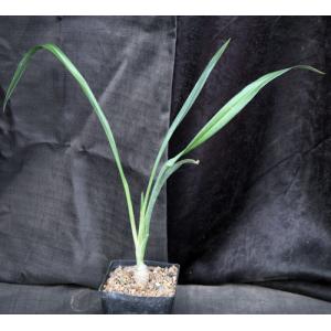 Trachyandra saltii one-gallon pots