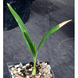 Trachycarpus fortunei one-gallon pots