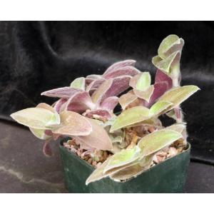 Tradescantia sillamontana cv White Velvet 5-inch pots