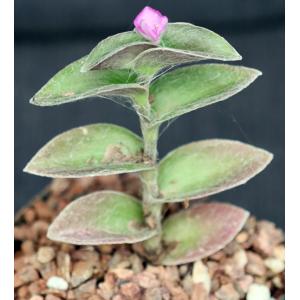 Tradescantia sillamontana cv White Velvet 5-inch pots