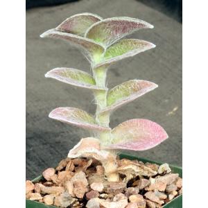 Tradescantia sillamontana cv White Velvet 4-inch pots