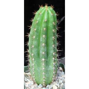 Trichocereus peruvianus cv Serro Blue 5-inch pots