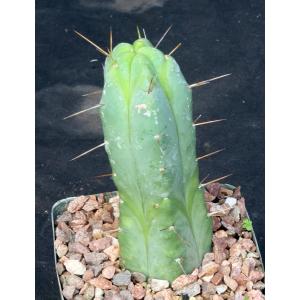 Trichocereus bridgesii 5-inch pots