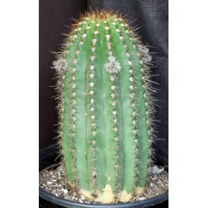 Trichocereus cv California Red 5-gallon pots