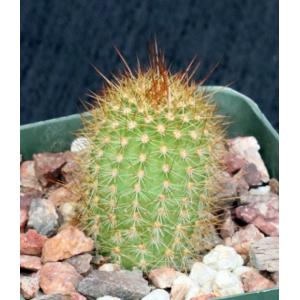 Trichocereus cv Too Pink 4-inch pots