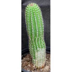 Trichocereus brevispinulosus one-gallon pots